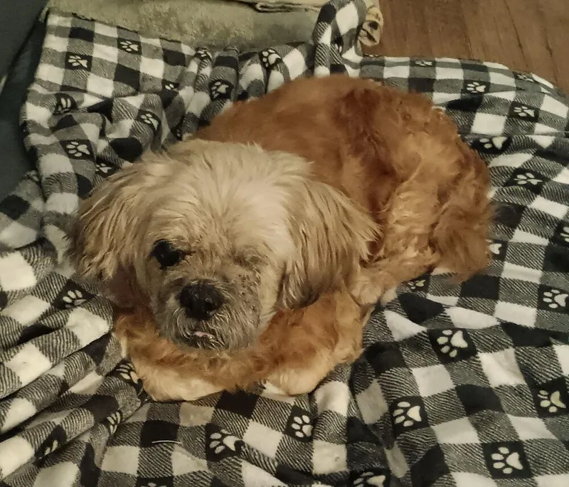 A senior small-sized male Shih Tzu dog named Grandpa Leo for adoption in Winter Garden, FL