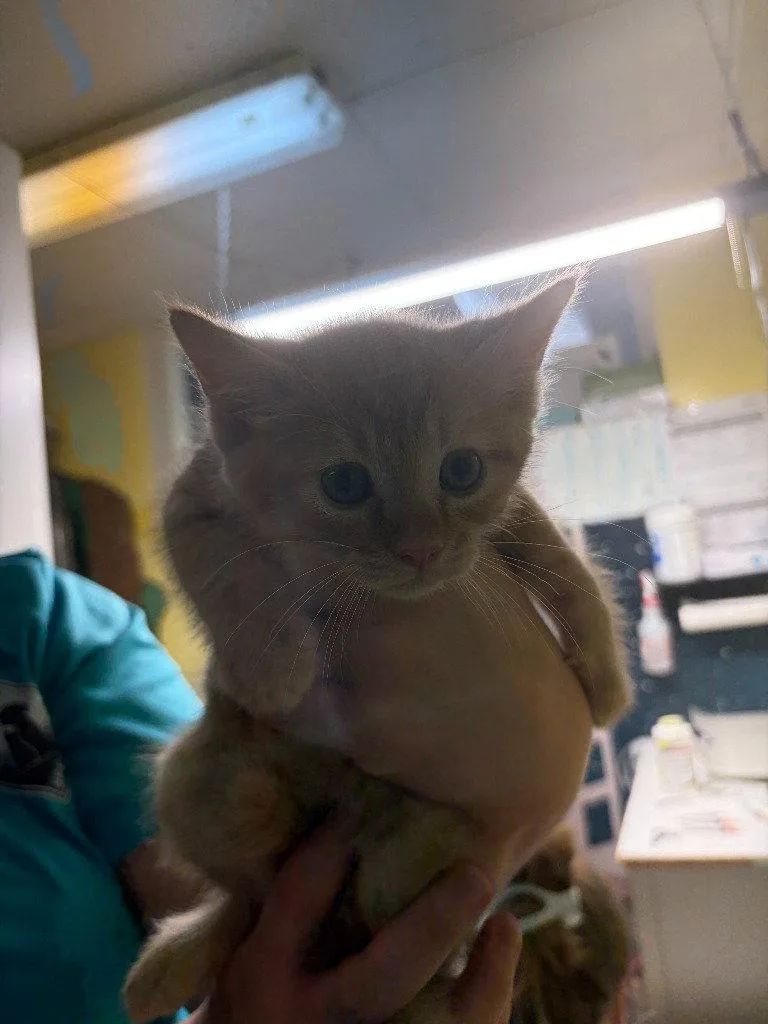 A baby small-sized male Orange / Red Domestic Short Hair cat named Theodore for adoption in Lovingston, VA