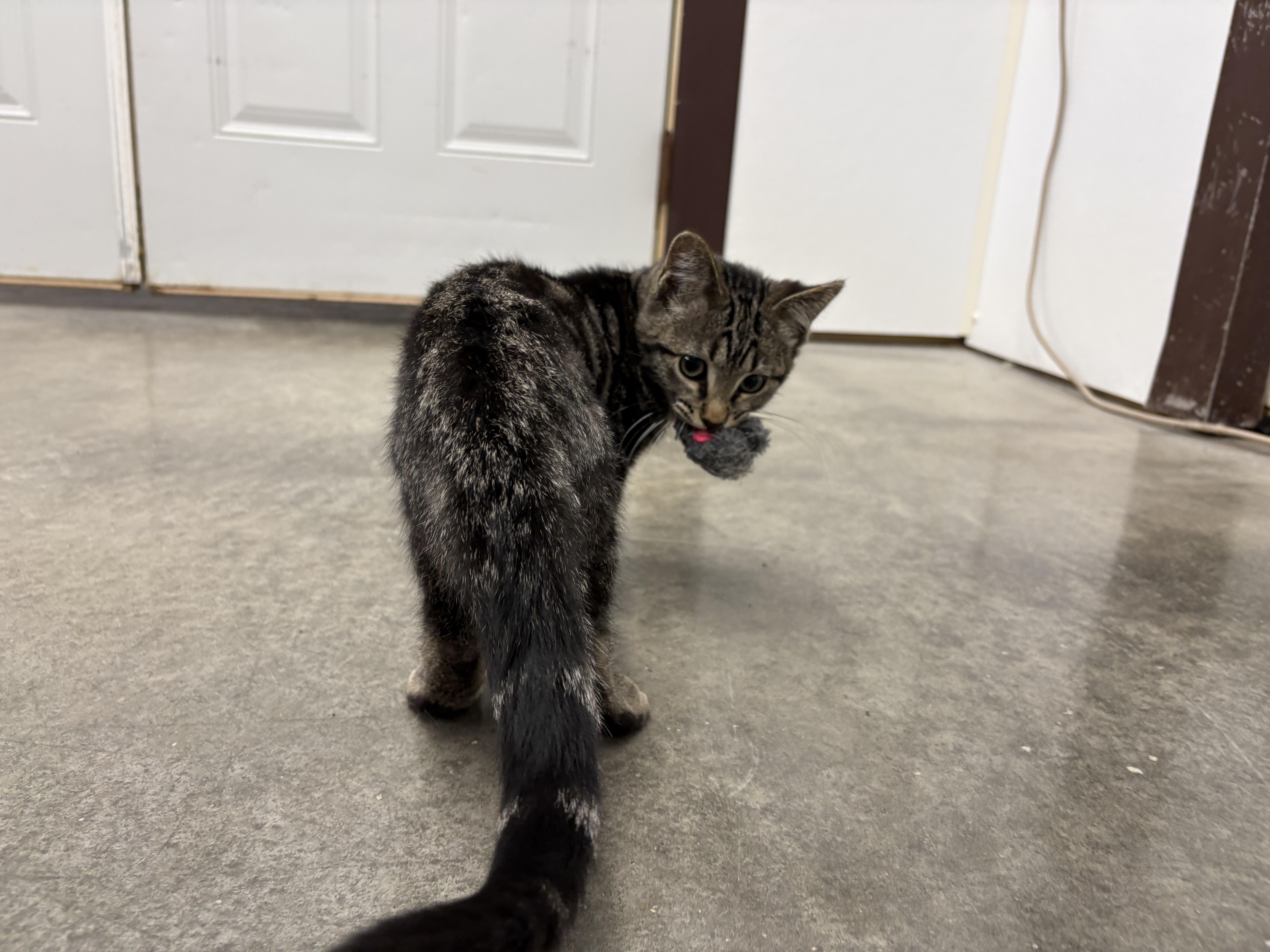 A baby small-sized male Domestic Short Hair cat named Rubble for adoption in Auburn, NE