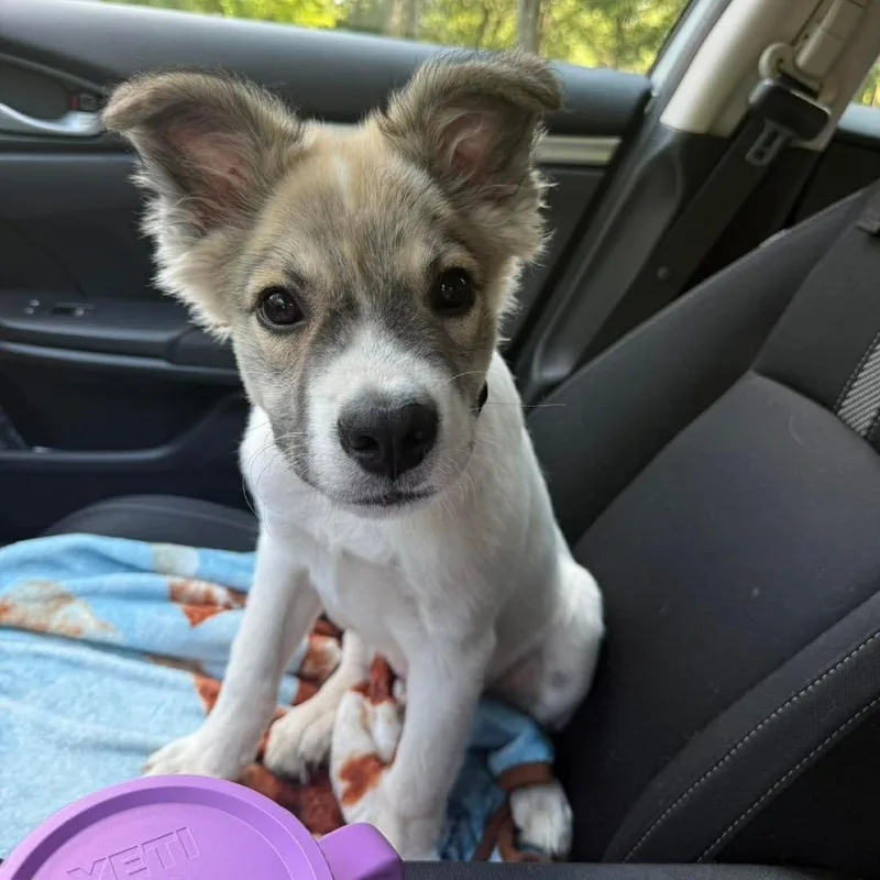 A baby medium-sized male White / Cream Collie dog named Connor for adoption in Griswold, CT