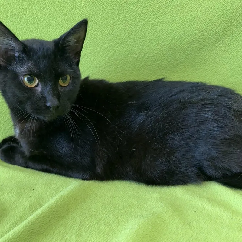 A young medium-sized female Black Domestic Short Hair cat named Elphaba for adoption in Valdosta, GA