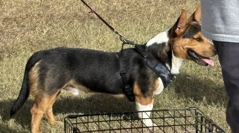 An adult medium-sized male Corgi dog named Zipper for adoption in Brookshire, TX