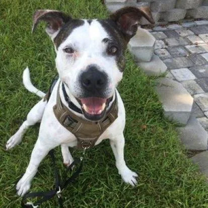 A senior large-sized female Mixed Breed dog named Meagan Roo for adoption in North Myrtle Beach, SC