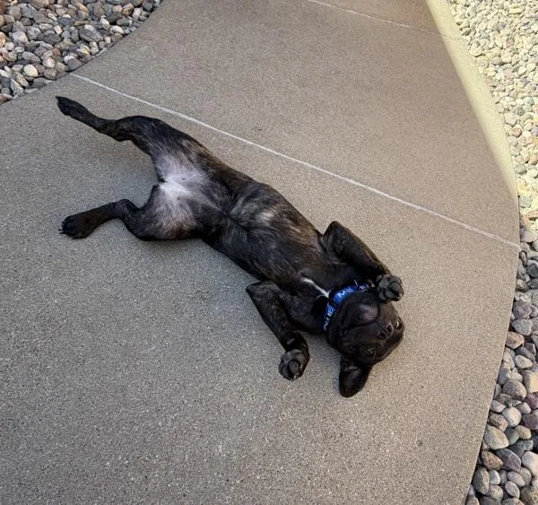 A young medium-sized female Cane Corso dog named Toto for adoption in Sioux City, IA