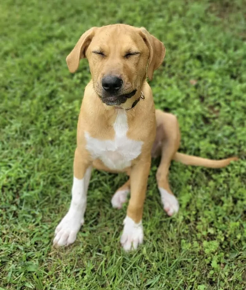 A baby medium-sized female Golden Retriever dog named Bailey for adoption in Leesburg, GA