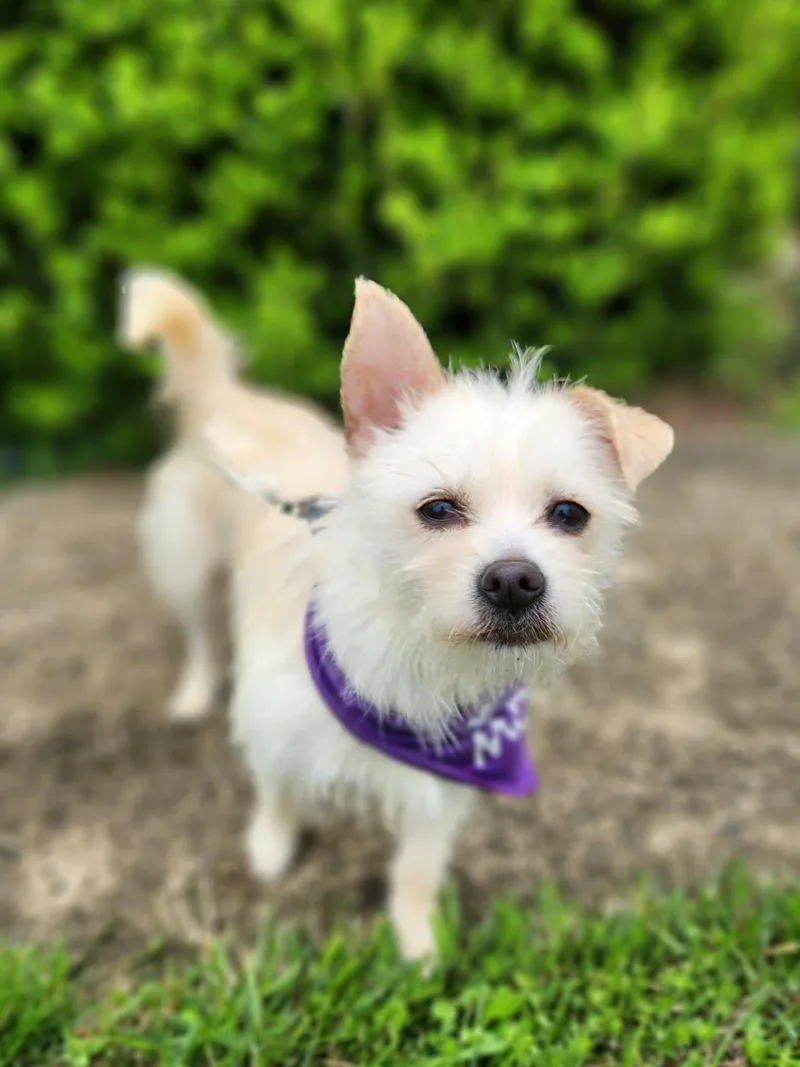 Starlite thumbnail 2