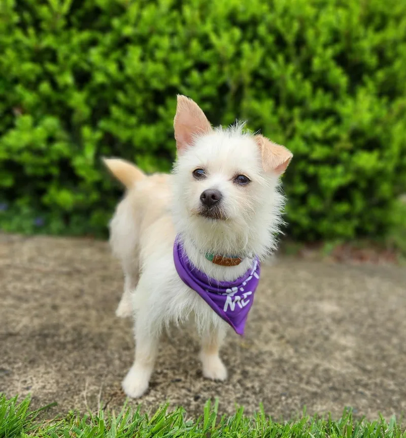 Starlite thumbnail 3