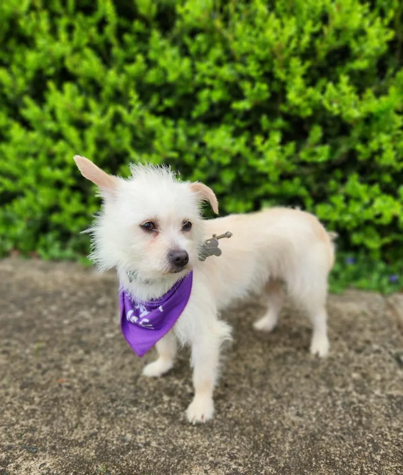 Starlite thumbnail 4