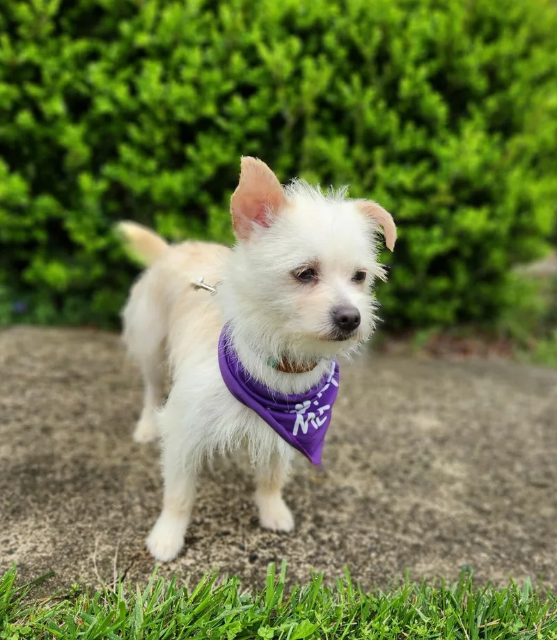 Starlite thumbnail 5