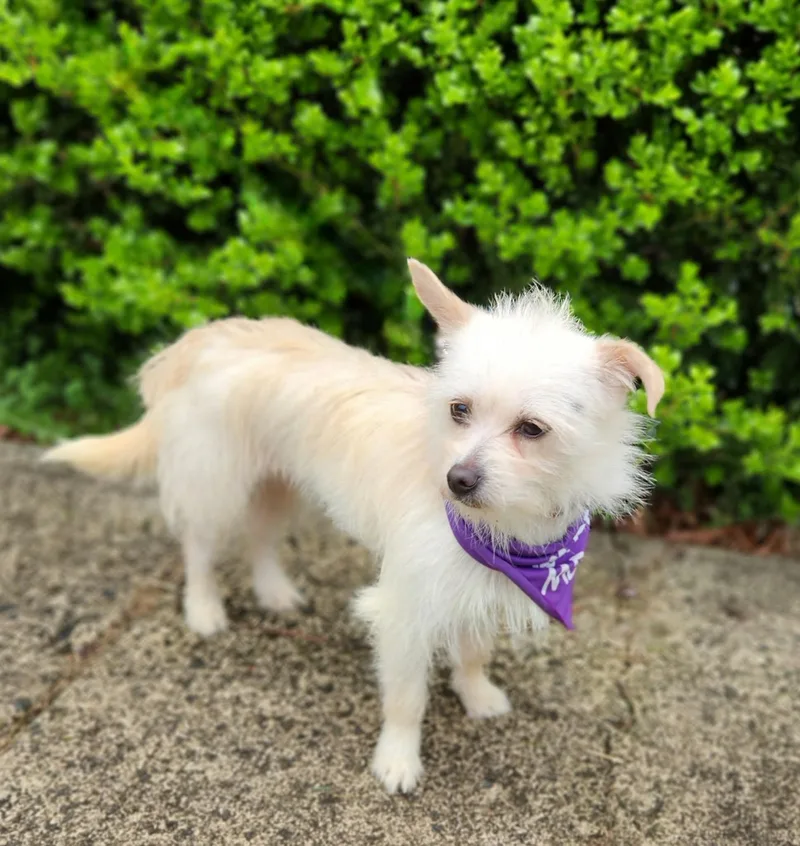 Starlite thumbnail 6