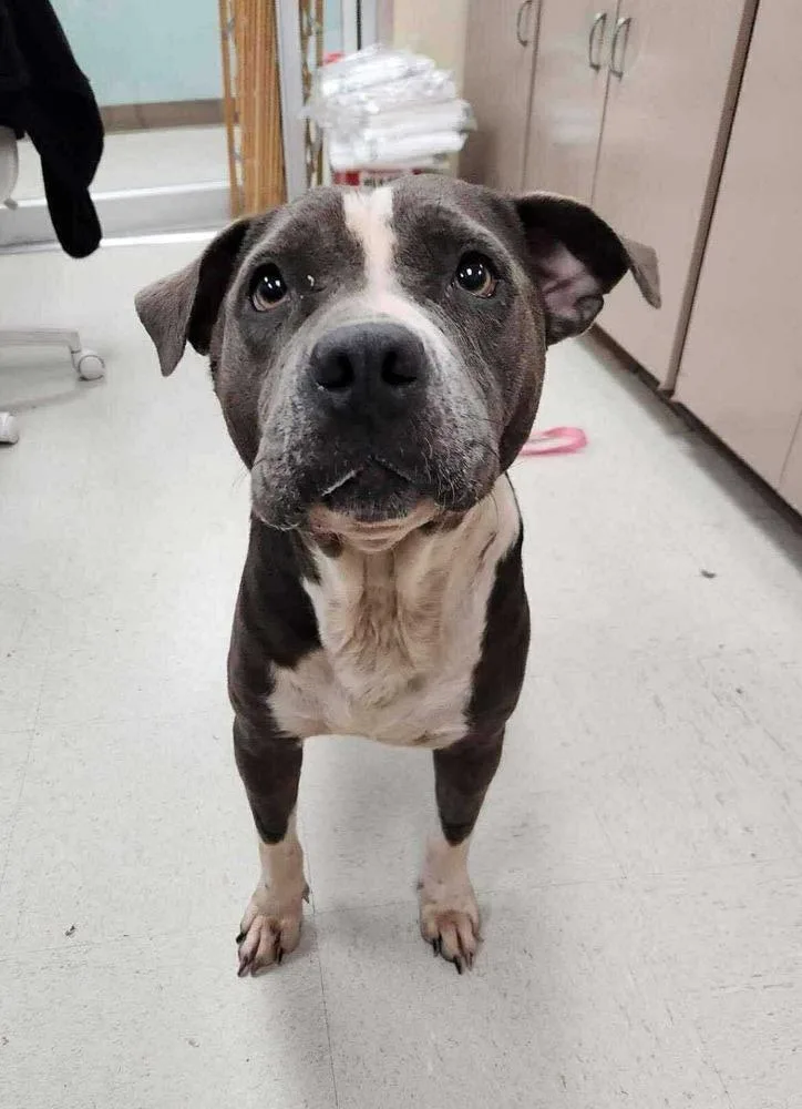 Roxie A 💜 🤍 thumbnail 2