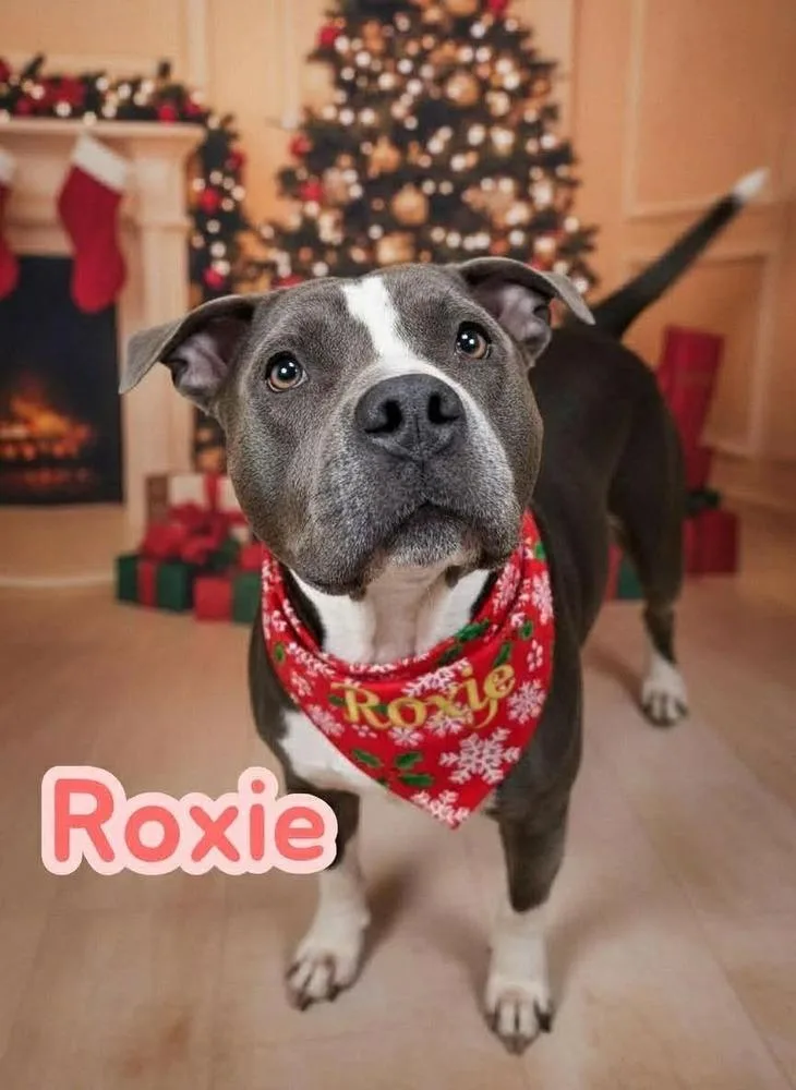 Roxie A 💜 🤍 thumbnail 3