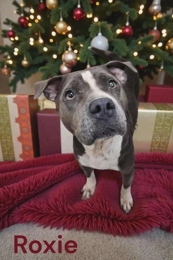 Roxie A 💜 🤍 thumbnail 4