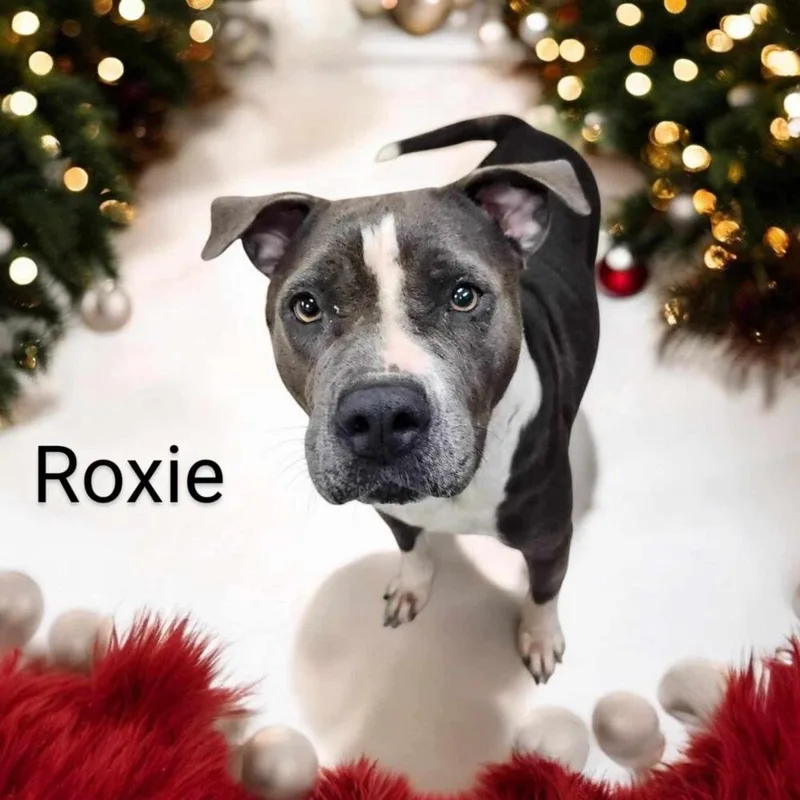 Roxie A 💜 🤍 thumbnail 6