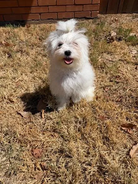 A baby small-sized male White / Cream Maltese dog named Theodore for adoption in Wichita Falls, TX