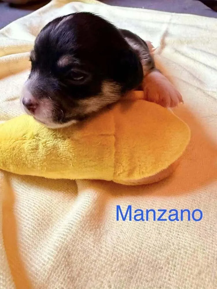 Manzano thumbnail 2