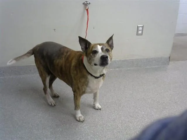An adult large-sized female Pit Bull Terrier dog named Piper for adoption in Pasadena, TX