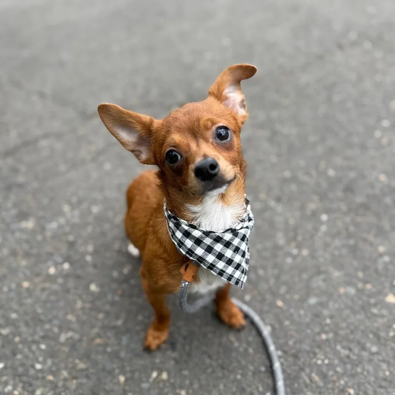 A young small-sized male Brown / Chocolate Chihuahua dog named Weedle for adoption in Newberg, OR