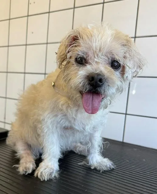A senior medium-sized female Terrier dog named Norma for adoption in Downey, CA