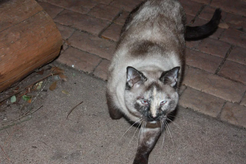 An adult large-sized female Buff / Tan / Fawn Siamese cat named Skittles for adoption in Cypress, TX