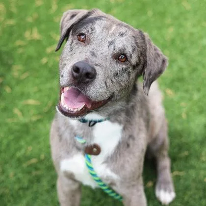 Crawfish thumbnail 2