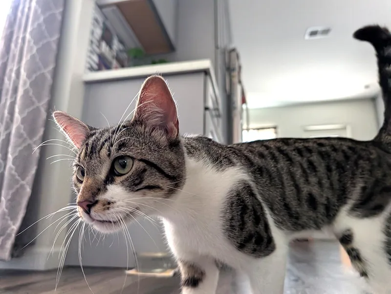 An adult medium-sized male Tabby (Brown / Chocolate) Domestic Short Hair cat named Leche for adoption in Long Beach, CA