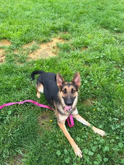 Bonita