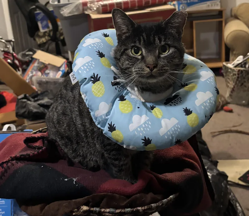 Gnarles Barkley thumbnail 2