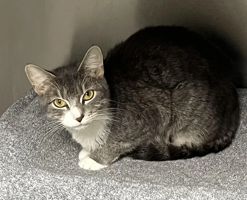 An adult small-sized female Gray / Blue / Silver Domestic Short Hair cat named Ruby for adoption in Mendham, NJ