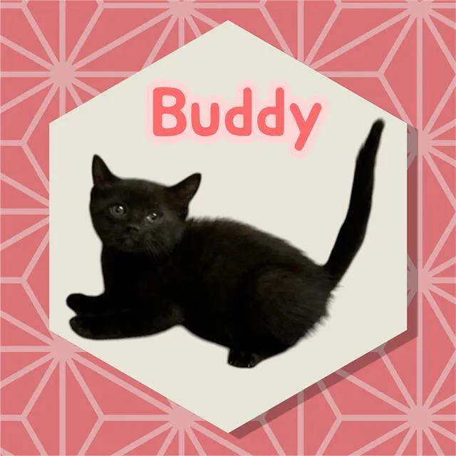 Buddy