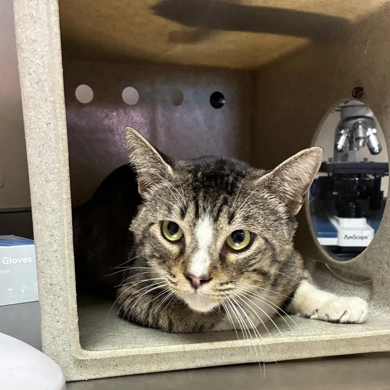An adult large-sized male Gray / Blue / Silver Domestic Short Hair cat named Chatter for adoption in San Antonio, TX