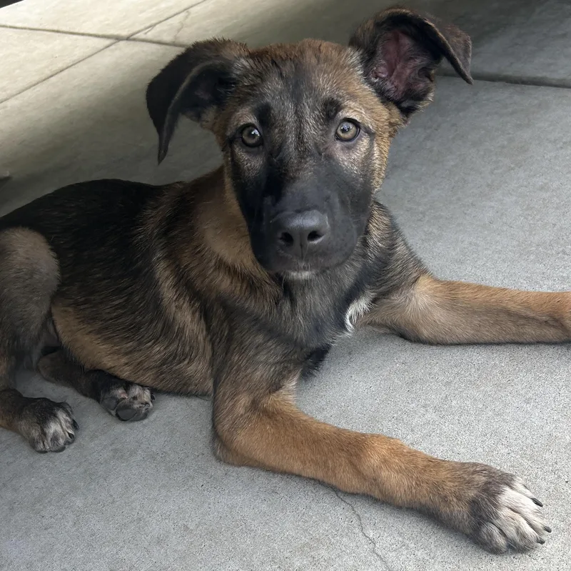 A baby medium-sized female German Shepherd Dog dog named Mena for adoption in El Cajon, CA