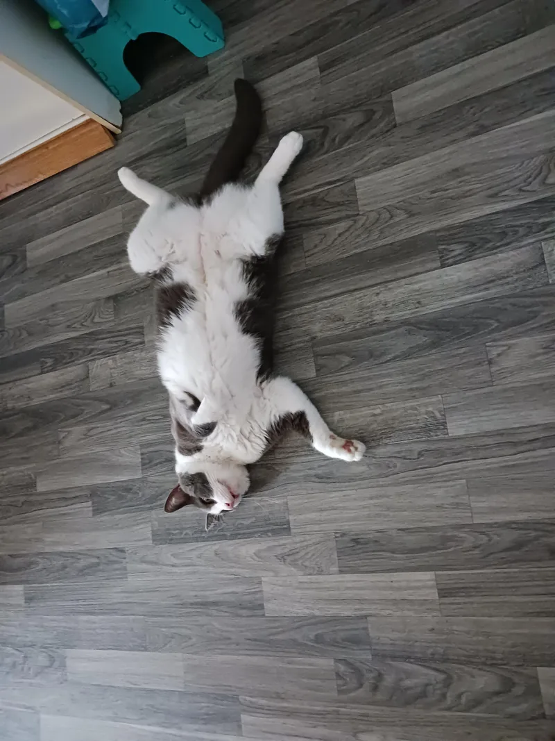 Nickie