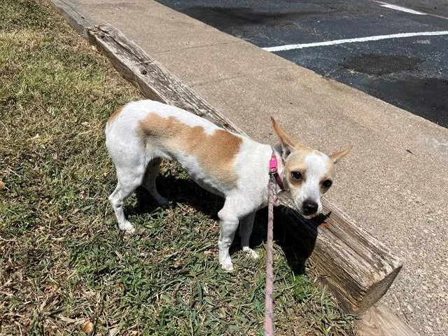 A young small-sized female Chihuahua dog named Nina for adoption in Garland, TX