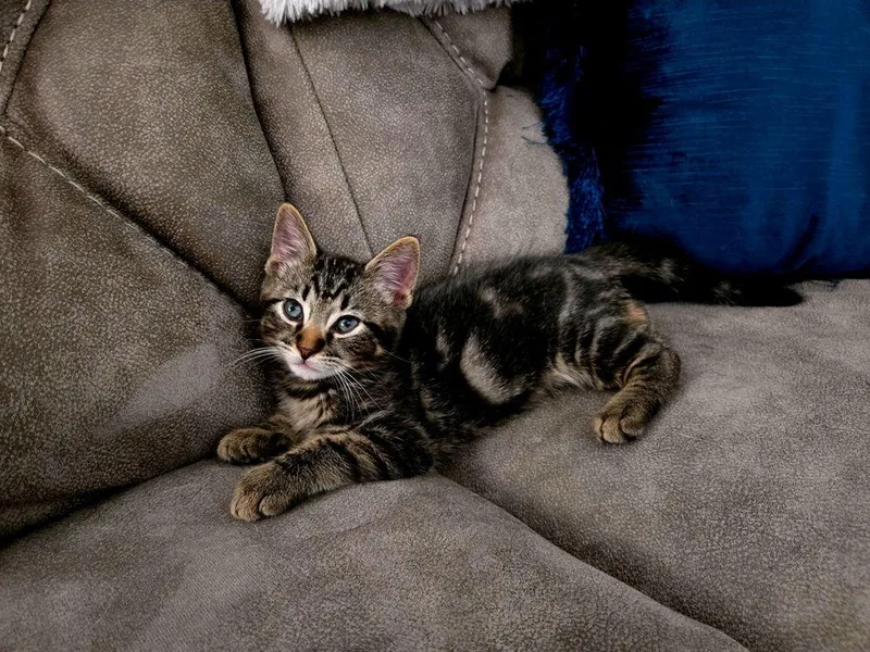 A baby small-sized male Tabby (Brown / Chocolate) Domestic Short Hair cat named Paco for adoption in Dallas, TX