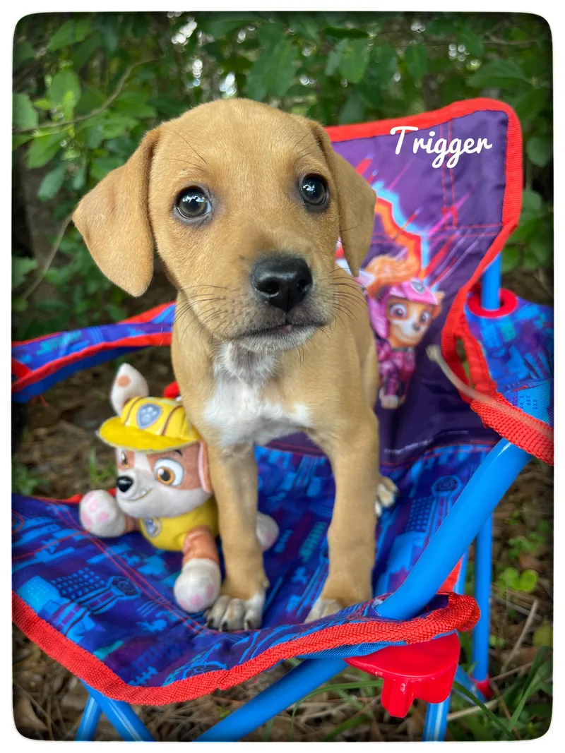 Trigger thumbnail 3
