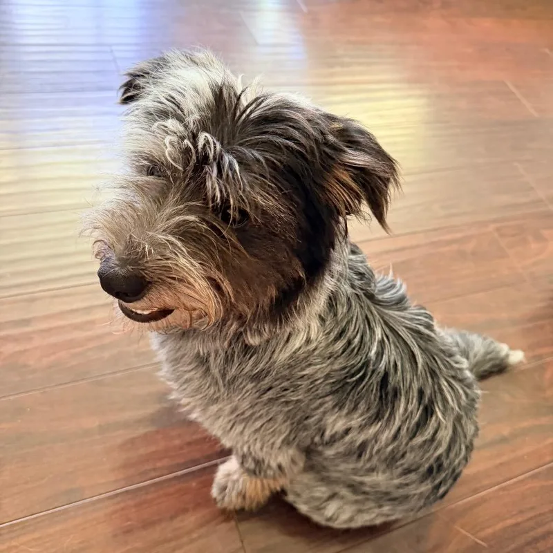 A young small-sized male Gray / Blue / Silver Corgi dog named Primo for adoption in Saint John, IN