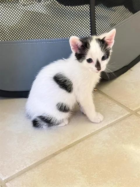 A baby small-sized male Domestic Short Hair cat named Bale for adoption in Sugar Land, TX