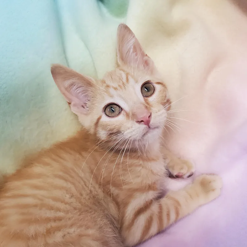 A baby medium-sized male Orange / Red Domestic Short Hair cat named Nutterbutter for adoption in Marseilles, IL