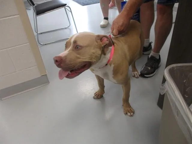 A young medium-sized female Pit Bull Terrier dog named Macy for adoption in Ocala, FL