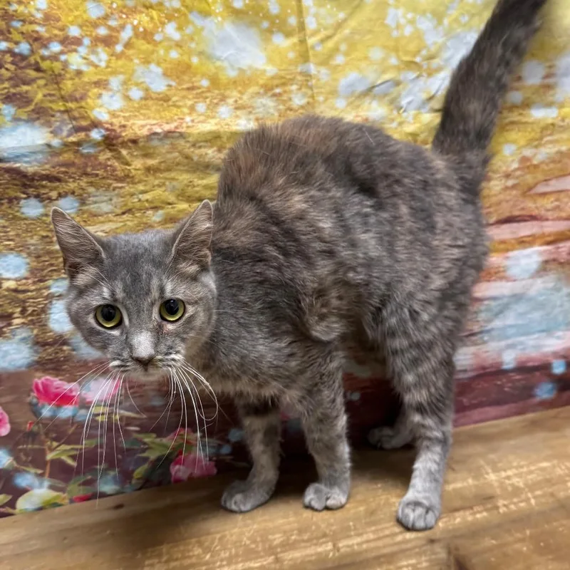 An adult medium-sized female Tortoiseshell Domestic Short Hair cat named Cakey for adoption in Normal, IL