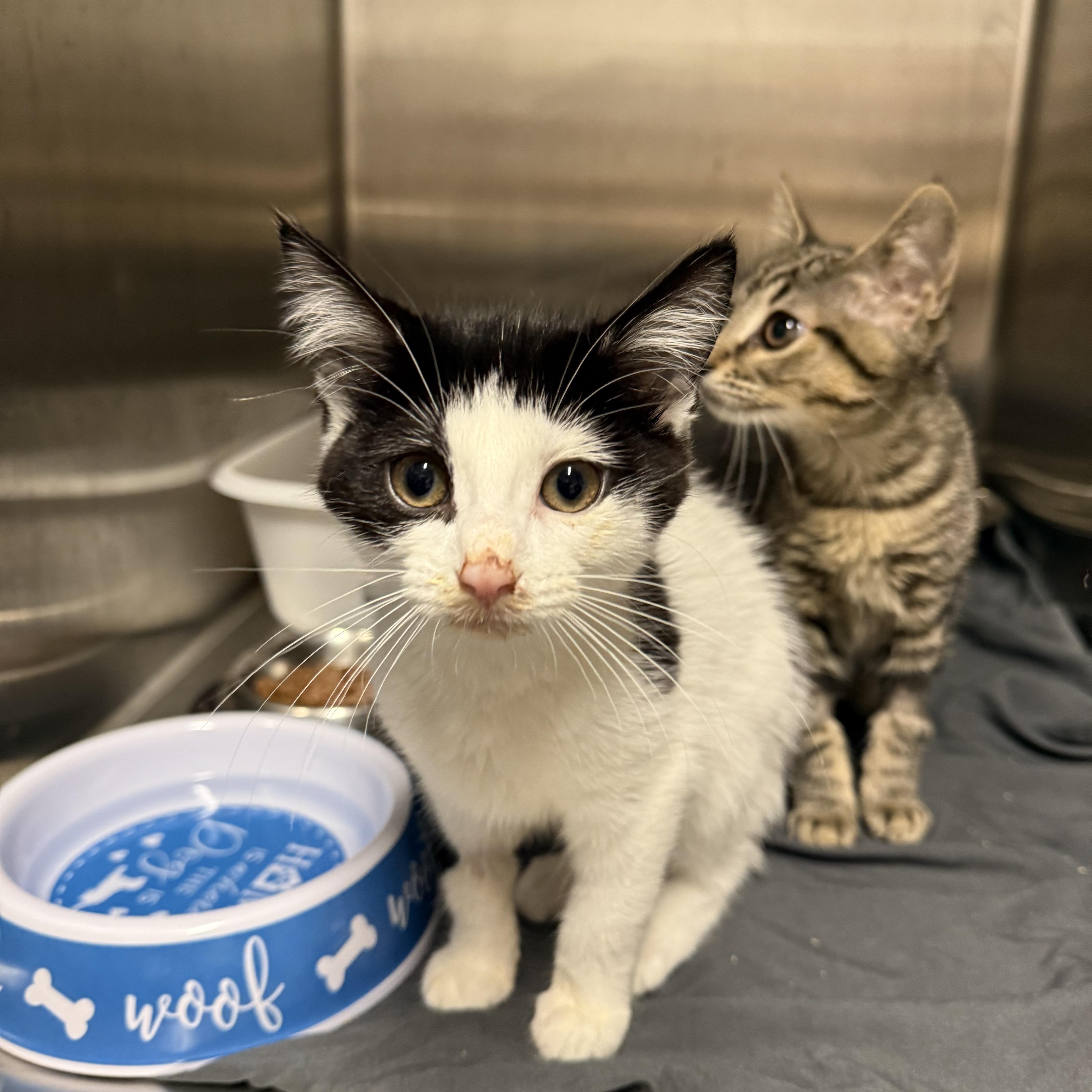 A baby small-sized female Black Domestic Short Hair cat named Flora for adoption in Hendersonville, TN