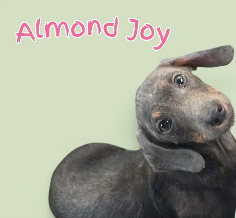 A young small-sized male Gray / Blue / Silver Mixed Breed dog named Almond Joy for adoption in Toledo, OH