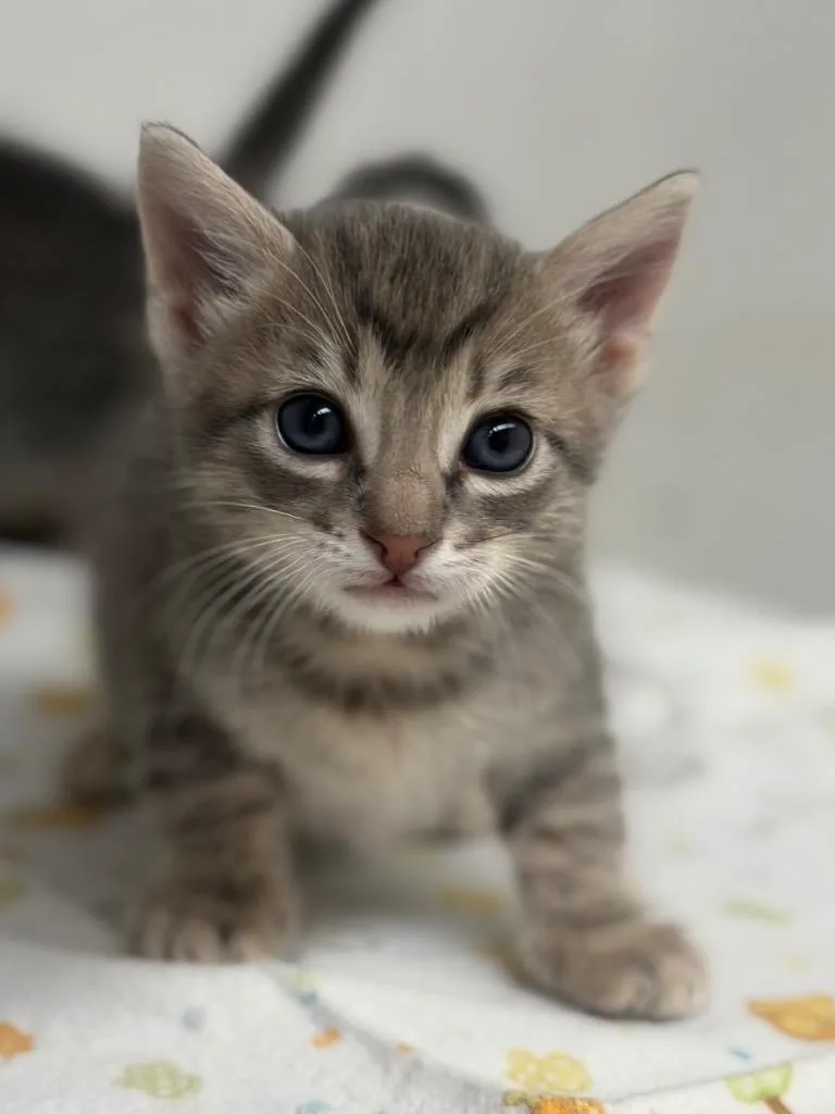 Meowchael Jackson