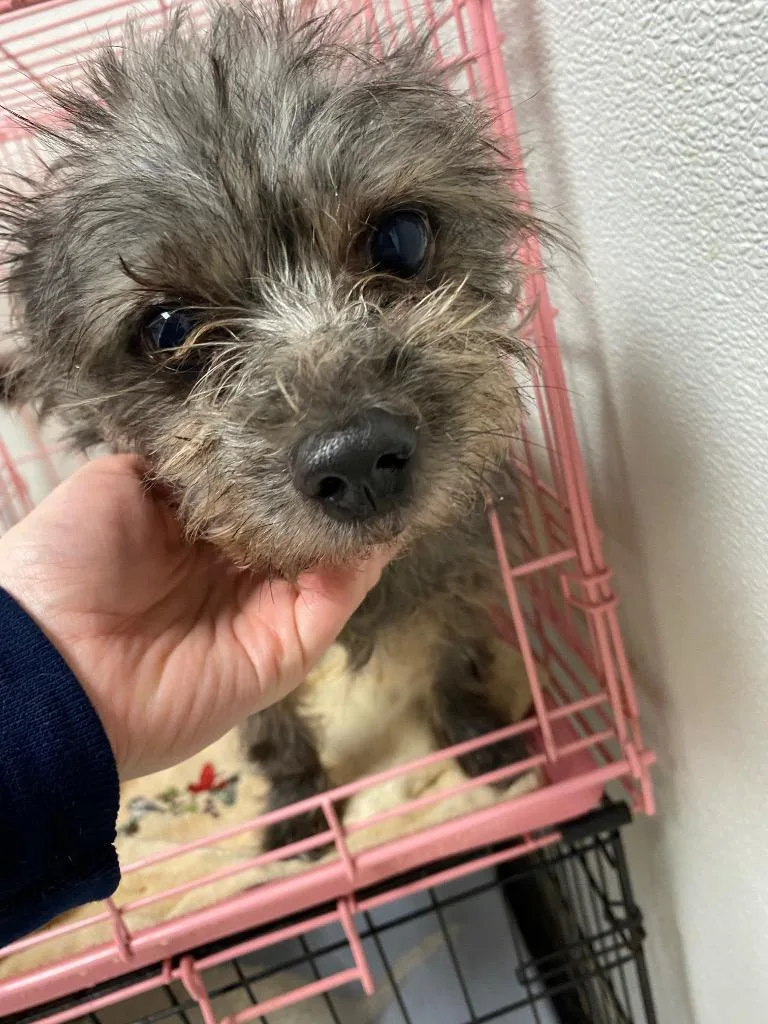 A senior small-sized male Standard Schnauzer dog named Milo for adoption in Fort Worth, TX