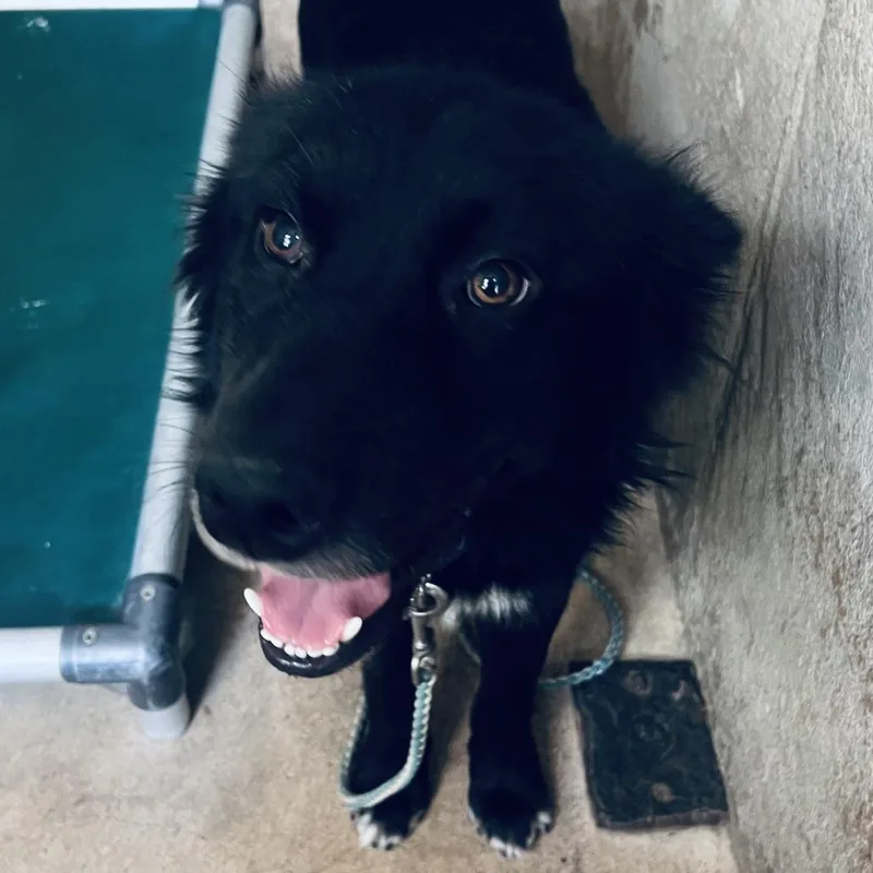 A young medium-sized male Belgian Shepherd / Sheepdog dog named Shadow Faxed for adoption in Austin, TX