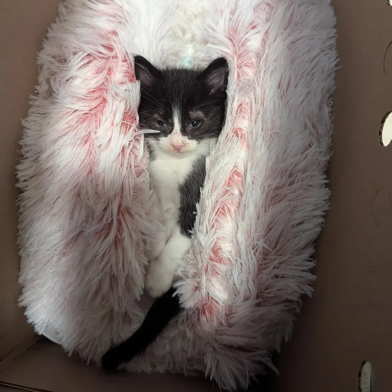 A baby small-sized male Black Domestic Short Hair cat named Christofur for adoption in Pasadena, CA