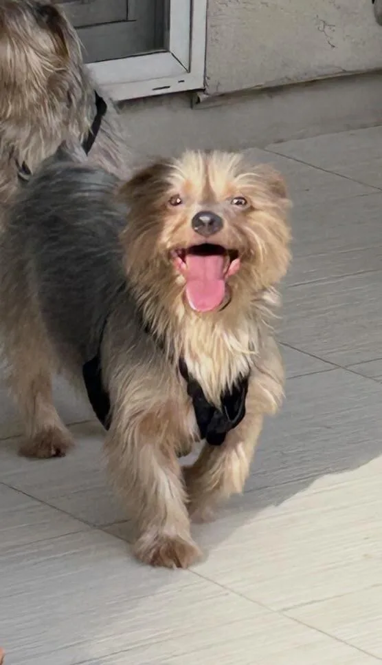An adult small-sized male Yorkshire Terrier dog named Frankie for adoption in Anthem, AZ