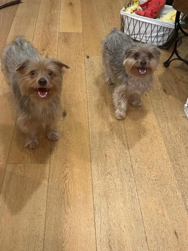 Frankie thumbnail 4