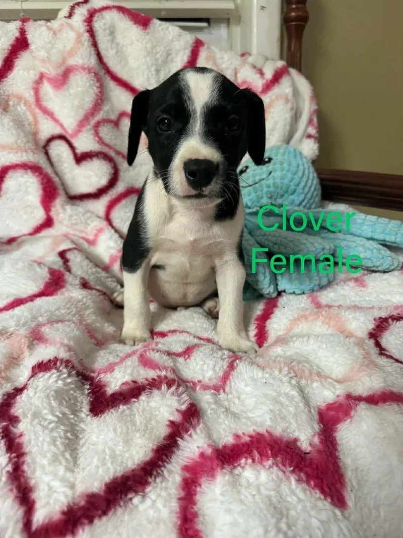 A young large-sized female Labrador Retriever dog named Clover for adoption in Pomfret Center, CT